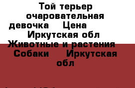 Той-терьер очаровательная девочка  › Цена ­ 3 000 - Иркутская обл. Животные и растения » Собаки   . Иркутская обл.